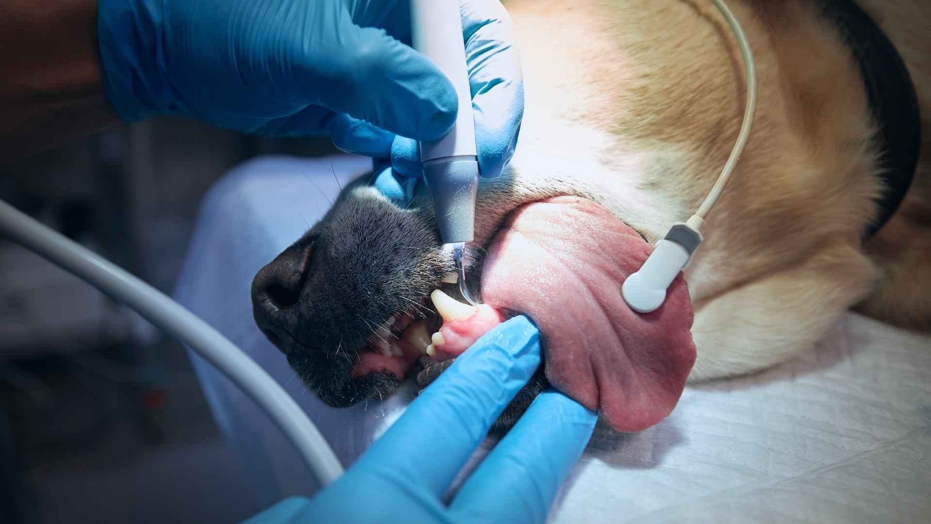 fotos limpieza de boca perros